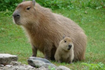 Фрибеты до 4 млн RUB за активацию промокода и оформление пари в БК Лига Ставок