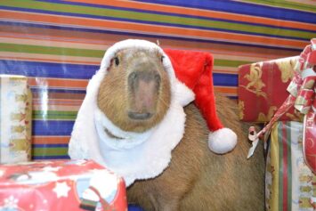 БК Лига Ставок запустила новогодний розыгрыш 20 млн рублей