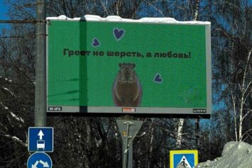 «Греет не шерсть, а любовь!» — нашествие капибар в Казани